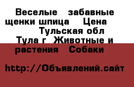  Веселые , забавные щенки шпица! › Цена ­ 35 000 - Тульская обл., Тула г. Животные и растения » Собаки   